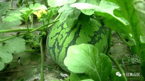 地煞十星吃大瓜,揭秘神秘大瓜背后的惊天秘密 第3张 地煞十星吃大瓜,揭秘神秘大瓜背后的惊天秘密 第3张